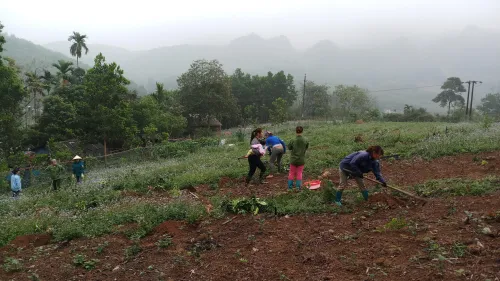 Cung cấp cây ăn quả ở Lạc Thủy - Hòa Bình