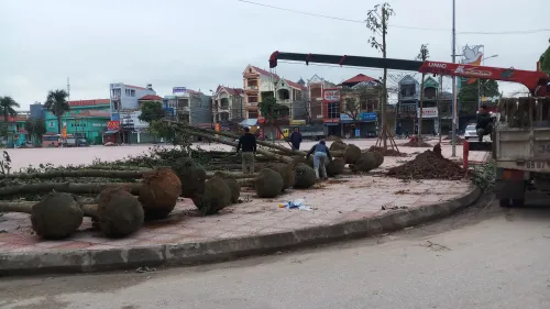 Dự án cây xanh đô thị ở Lục Ngạn - Bắc Giang
