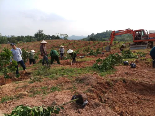 Thiết kế trang trại cây ăn quả tại Anh Sơn - Nghệ An
