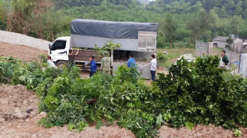 Hoàn thành dự án trồng Cây ăn quả ở Phú Lương - Thái Nguyên
