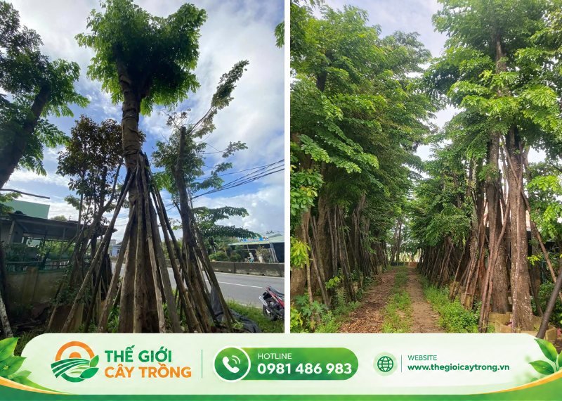 giới thiệu về cây giáng hương