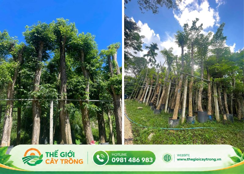 đặc điểm sinh trưởng của cây giáng hương 