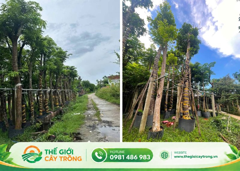 ý nghĩa cây giáng hương trong phong thủy