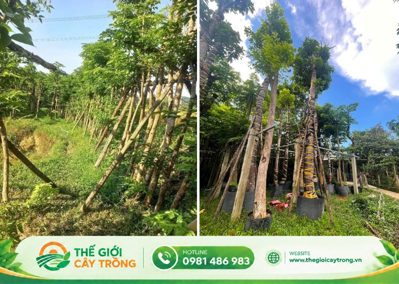 trồng và kinh doanh cây giáng hương