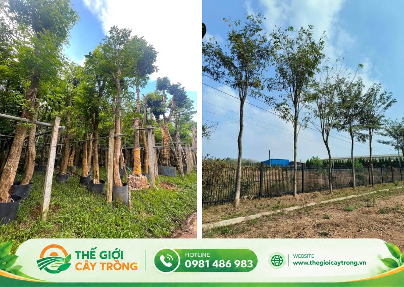 bảng giá cây giáng hương