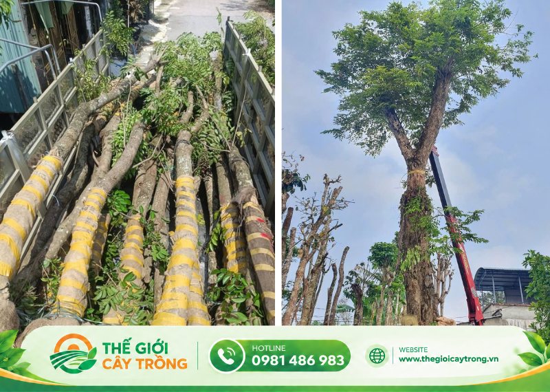 cây giáng hương cổ thụ