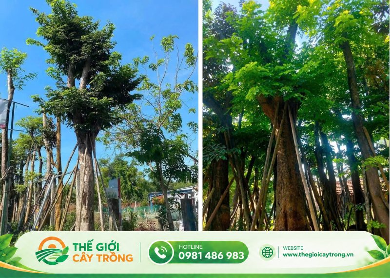 Một số đặc điểm của cây giáng hương cổ thụ