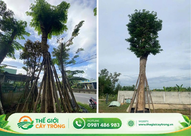 Cây giáng hương cổ thụ có thể trồng nhiều khu vực khác nhau
