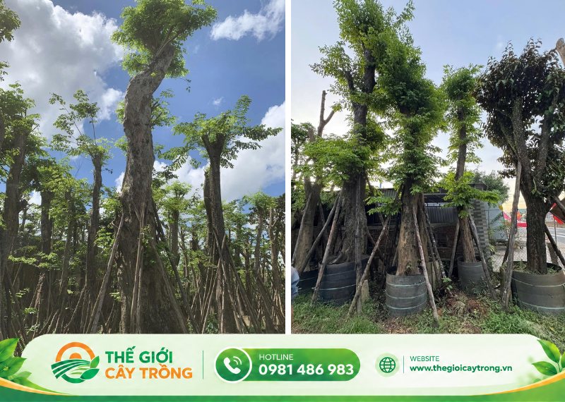 Bảng giá cây giáng hương cổ thụ tham khảo tại Thế Giới Cây Trồng