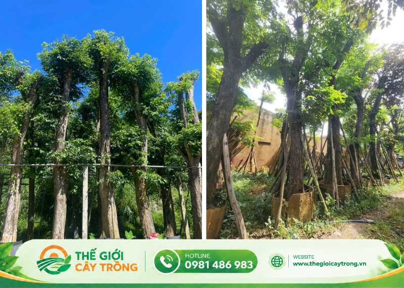 Những yếu tố ảnh hưởng đến giá mua cây giáng hương cổ thụ