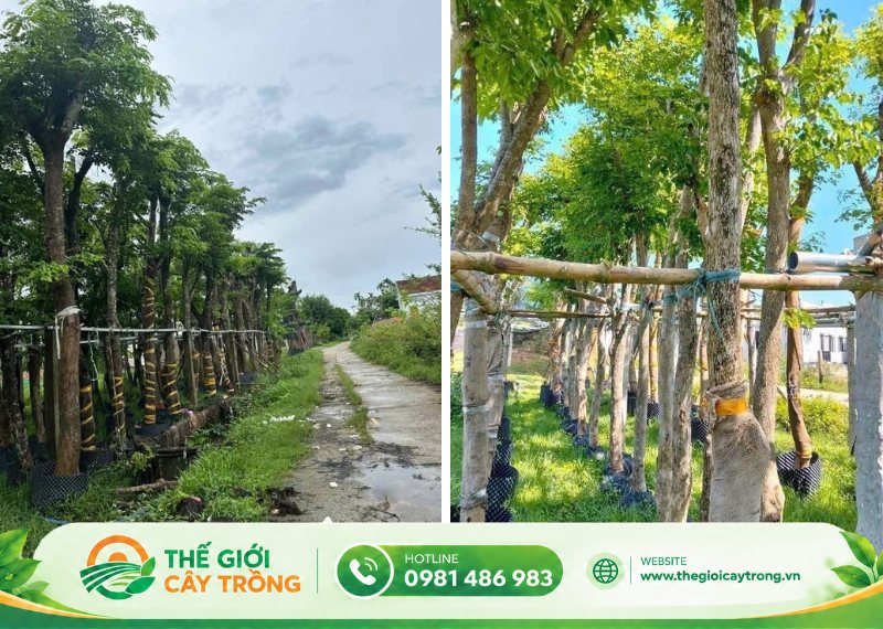 Kinh nghiệm chọn mua cây giáng hương cổ thụ