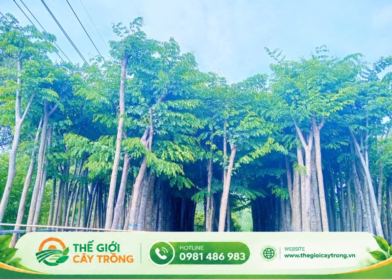tìm hiểu về cây giáng hương công trình