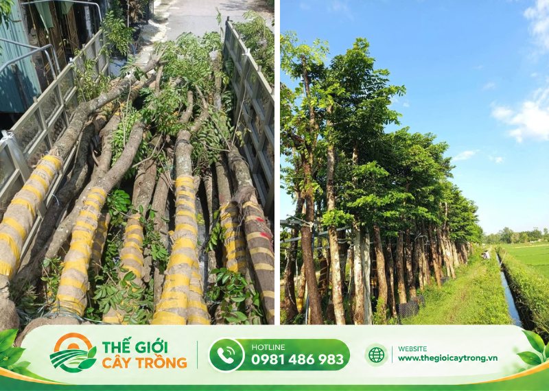 địa chỉ bán cây giáng hương công trình