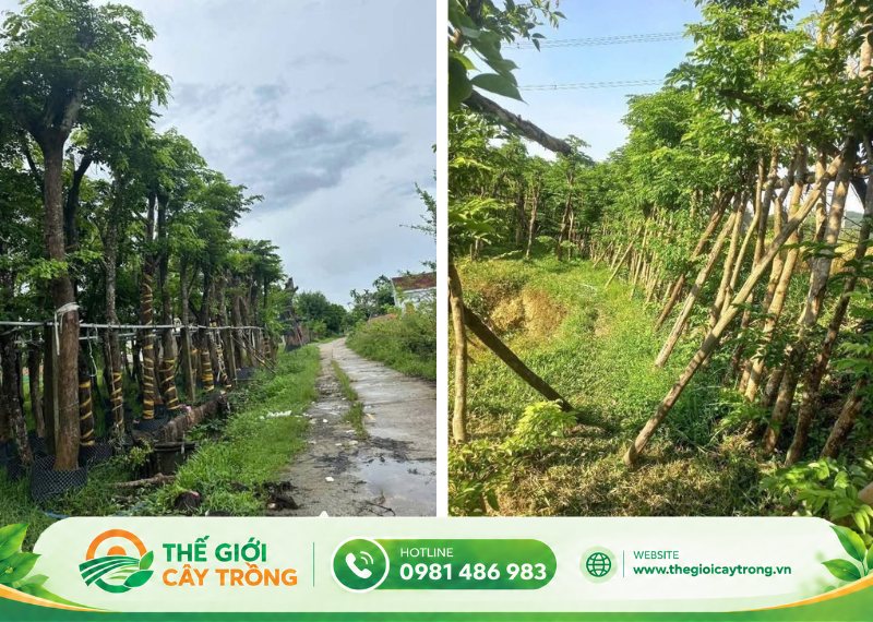cách chọn mua cây giáng hương công trình