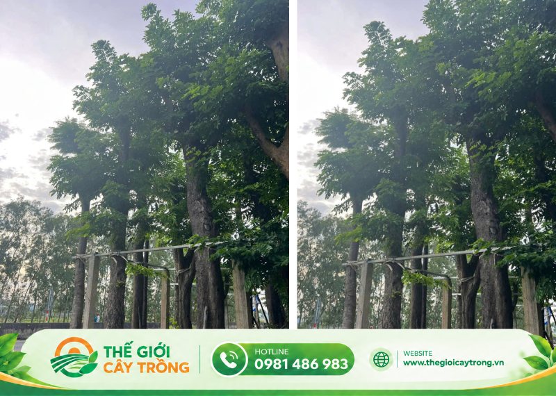 cây giống giáng hương nổi bật