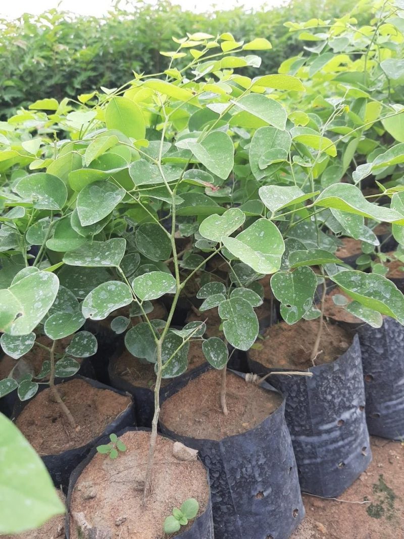 Giá giống cây trắc đỏ 