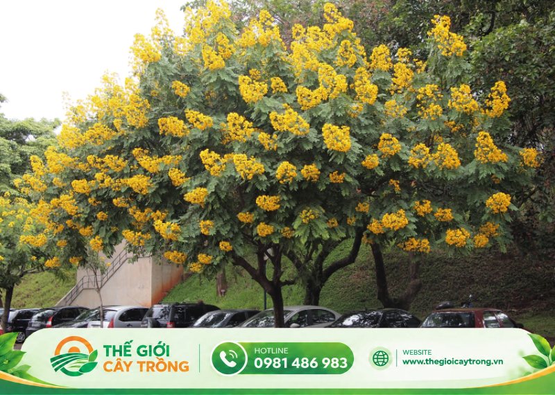 công dụng làm cảnh quan của cây giáng hương