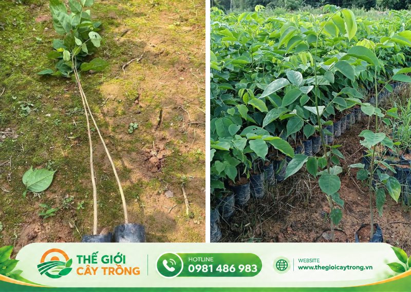 cây giống giáng hương