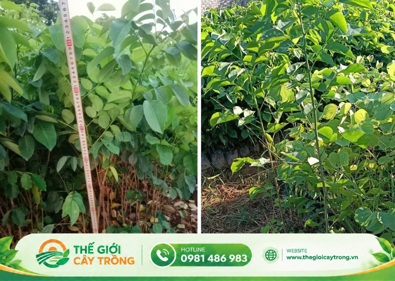 cách trồng giống cây giáng hương