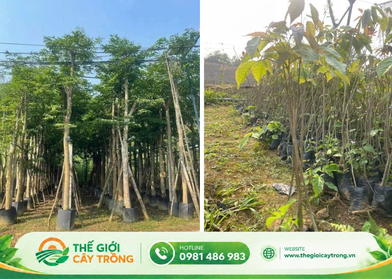 cây giống giáng hương hiện nay 