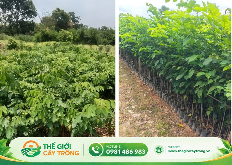 đặc điểm nổi bật của cây giáng hương giống
