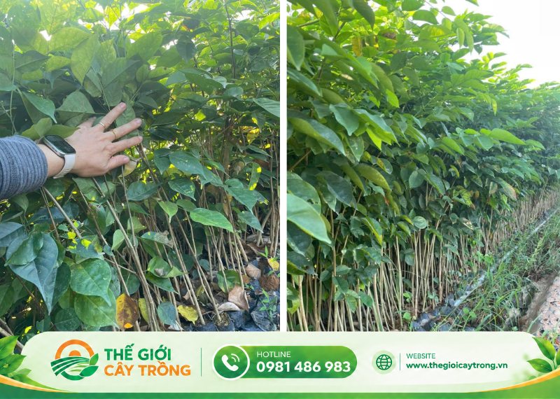 bầu đất cây giống giáng hương