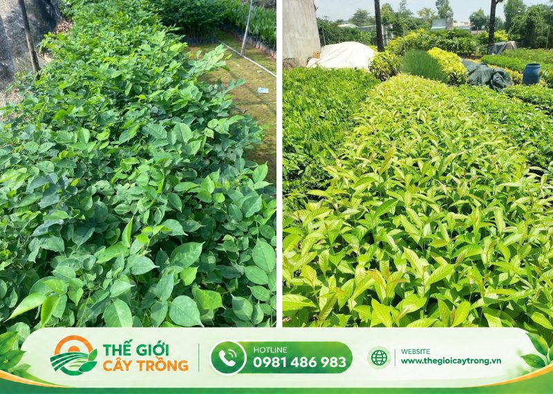 địa chỉ mua cây giống giáng hương