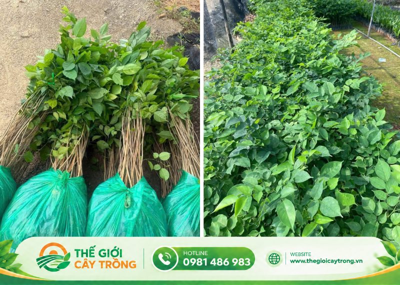 giá cây giống giáng hương