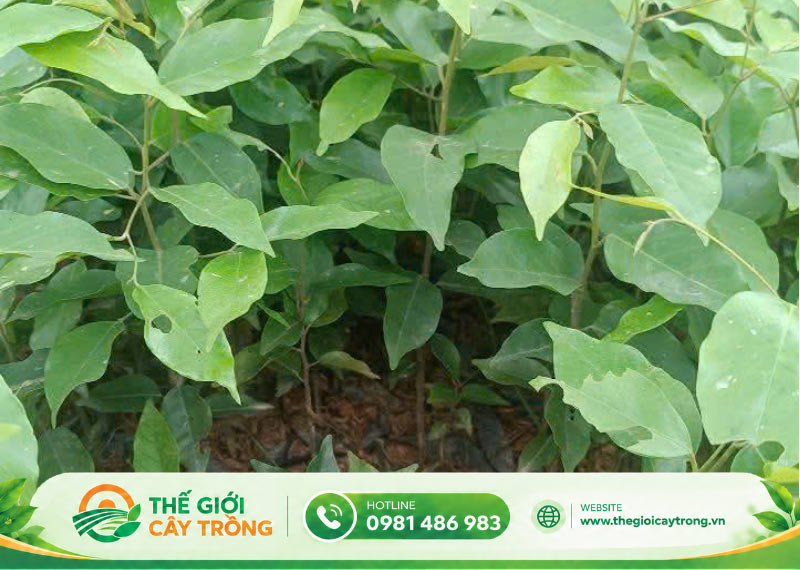 giống cây sao đen 