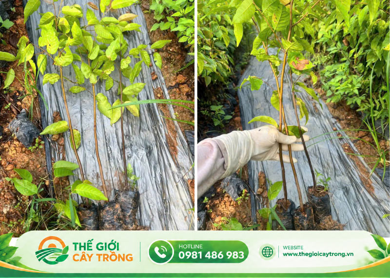 đặc điểm giống cây sao đen 
