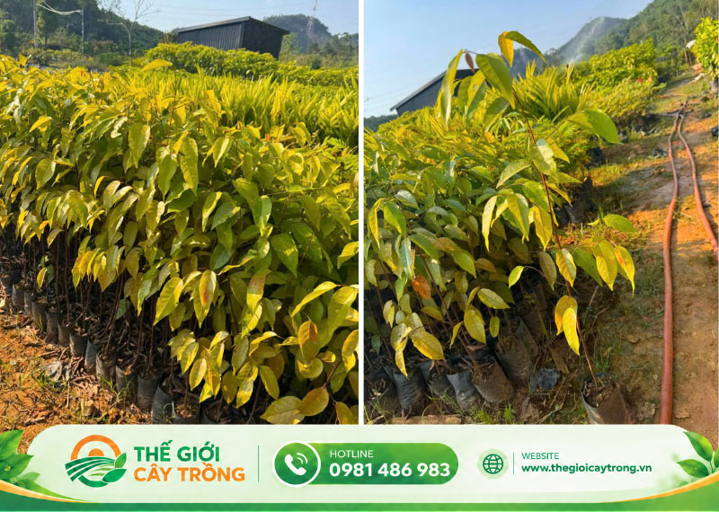 địa chỉ bán giống cây sao đen uy tín 