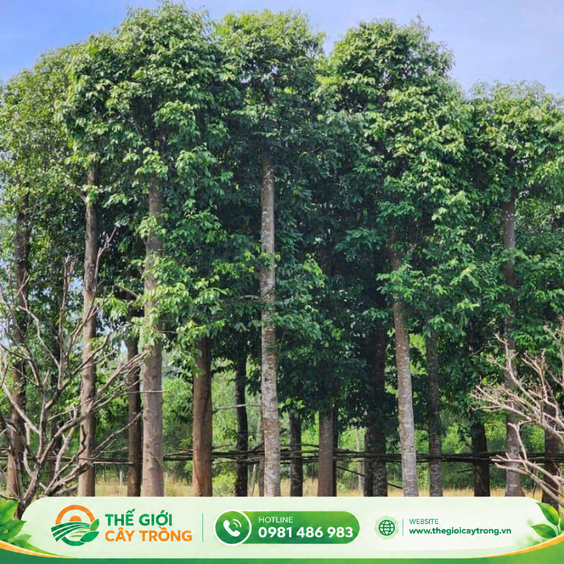 cây sao đen to, trưởng thành
