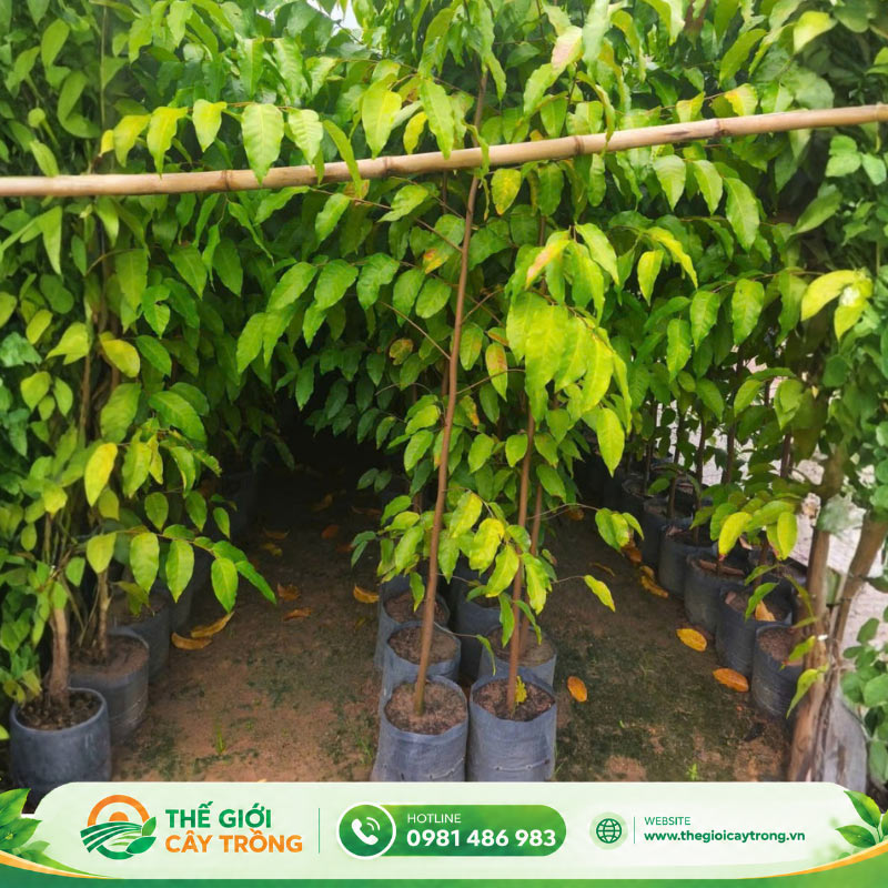 kỹ thuật trồng giống cây sao đen