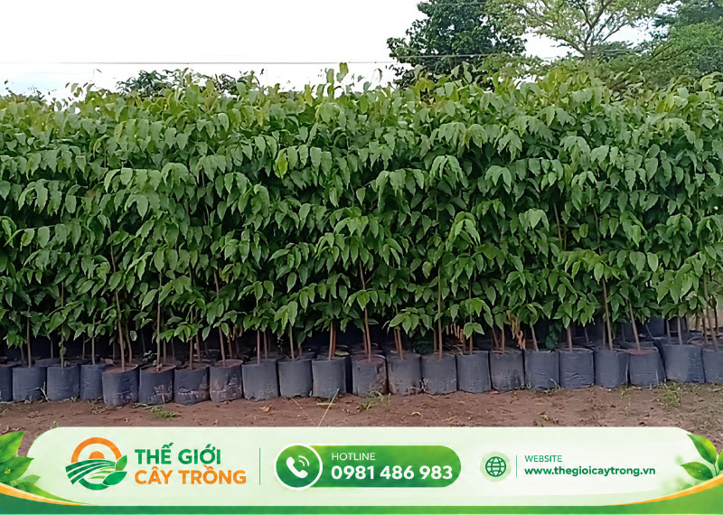 báo giá giống cây sao đen mới nhất