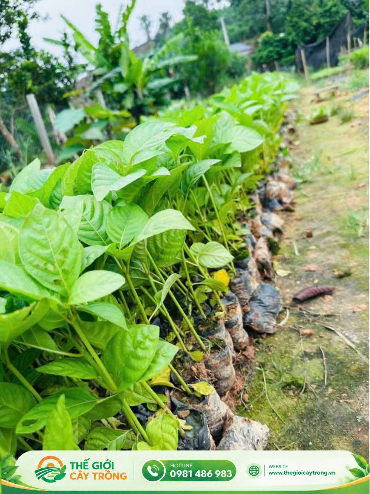 Cây gáo trắng