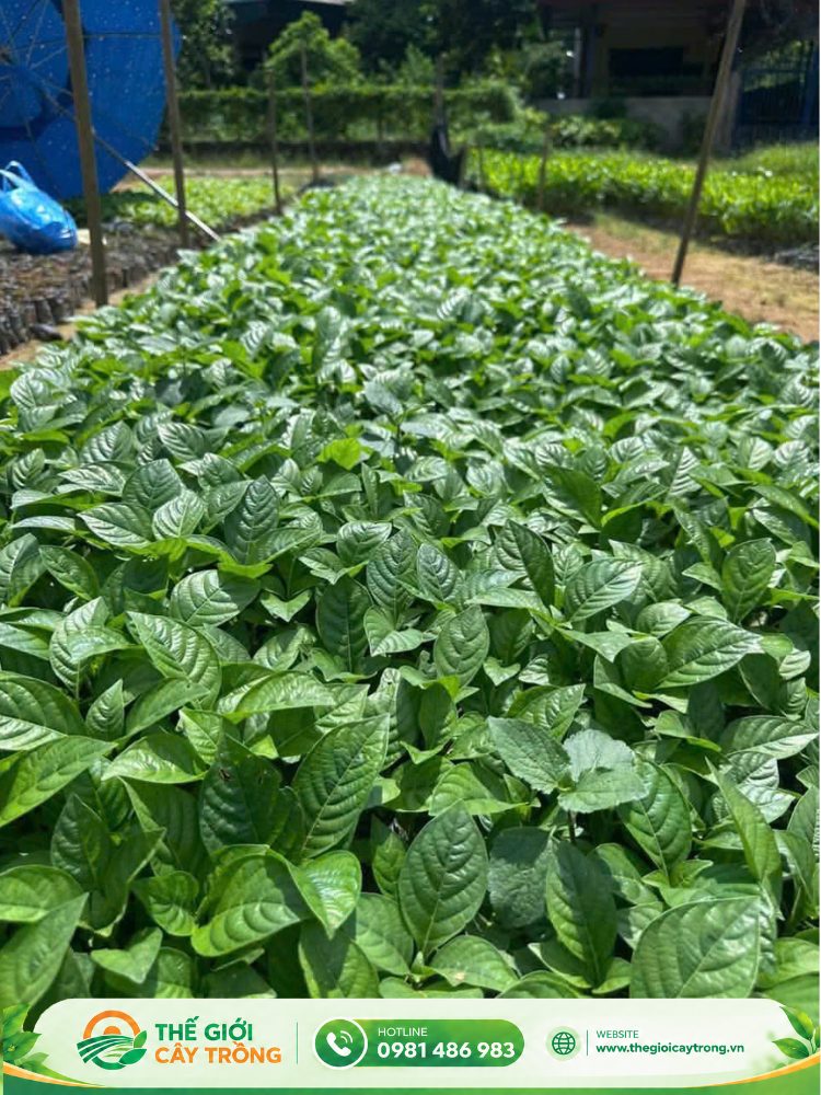 Giống cây gáo trắng