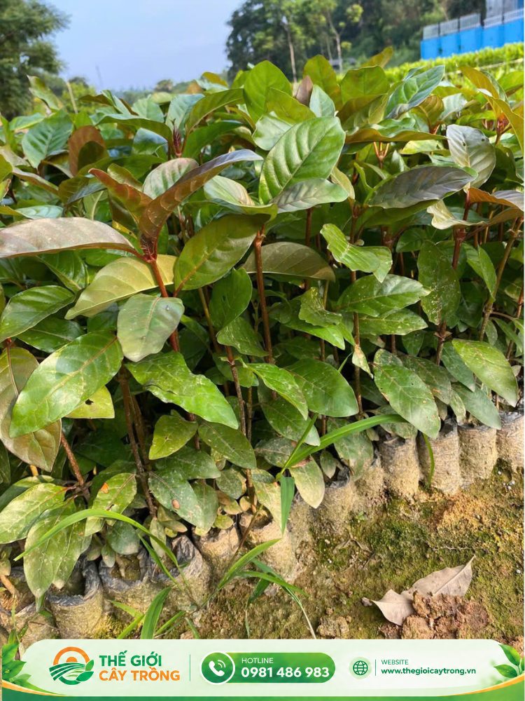 Mua cây gáo trắng giống ở đâu