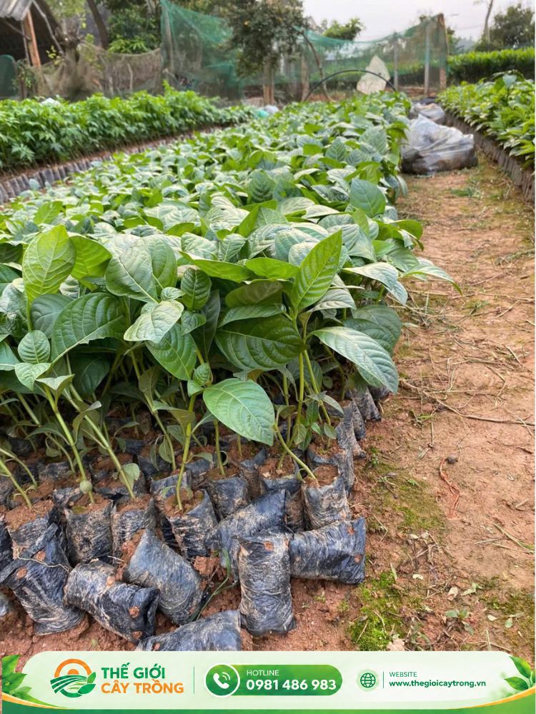 cây giống gáo trắng giá bao nhiêu