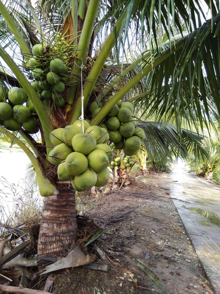 Thu nhập cao từ mô hình trồng dừa xiêm dứa  Đài Truyền thanh Huyện Phụng  Hiệp