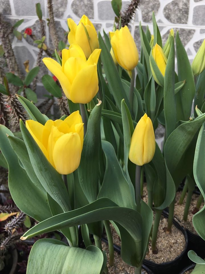 hoa tulip