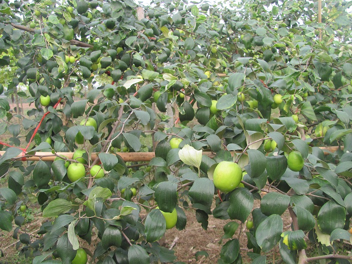 Chia sẻ kỹ thuật trồng táo đậu nhiều quả  Làm giàu từ mô hình trồng táoNhà  nông làm giàu  YouTube