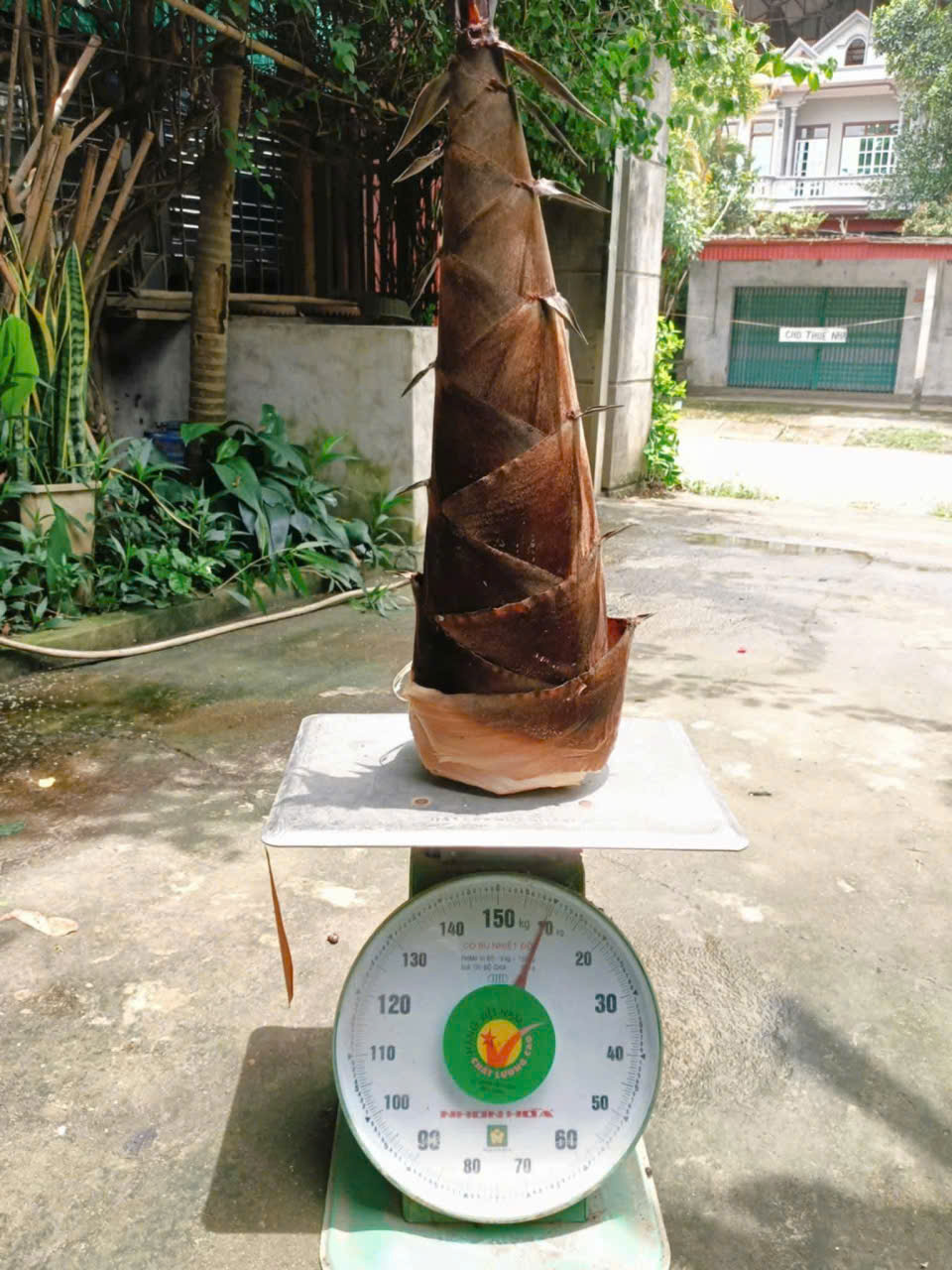 Cây mạnh tông