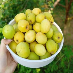 Giống táo đào vàng