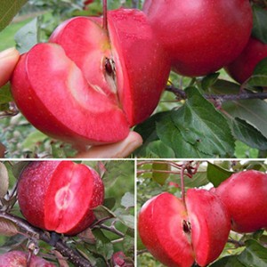 Giống cây táo đỏ