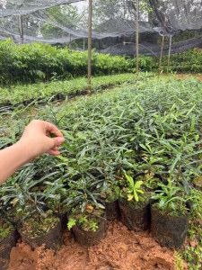 Giống Cây Xáo Tam Phân