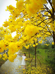 Giống Cây Hoa Phong Linh Vàng