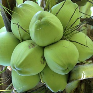 Giống dừa xiêm xanh
