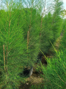 GIỐNG CÂY PHI LAO