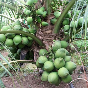 Giống cây dừa dứa