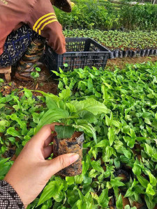 Giống Cây Bách Bộ